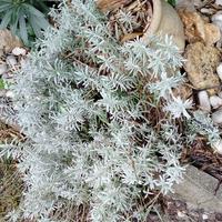  lavanda officinalis in anfora