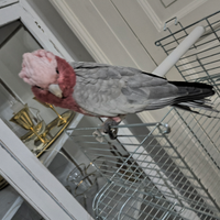 Cacatua rosa , dolcissimo allevato a mano