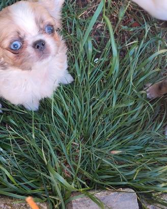 Chihuahua
