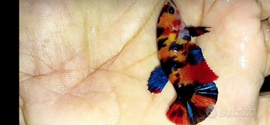 Betta Splendens