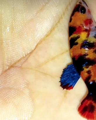Betta Splendens