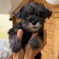 Cuccioli schnauzer nano PEPE SALE