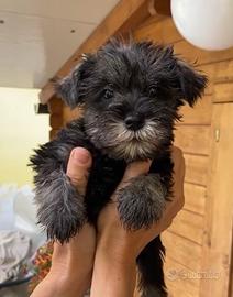 Cuccioli schnauzer nano PEPE SALE