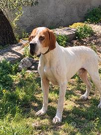 Bracco pointer per monta