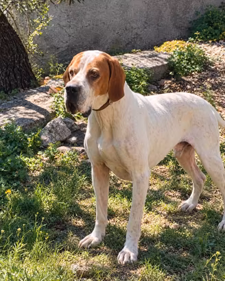 Bracco pointer per monta