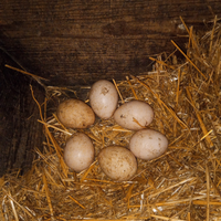 Uova di pavone alerchino