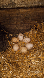 Uova di pavone alerchino