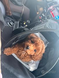 Cucciolo 2 mesi barboncino toy femmina