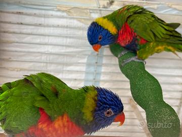 Lory arcobaleno
