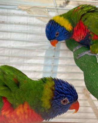 Lory arcobaleno