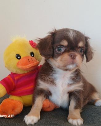 Cucciolo chihuahua cioccolato pelo lungo con pedig