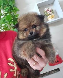 Spitz di Pomerania