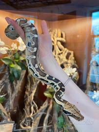Python curtus