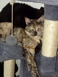 Giulietta gatta 10 mesi