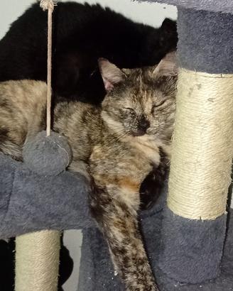 Giulietta gatta 10 mesi