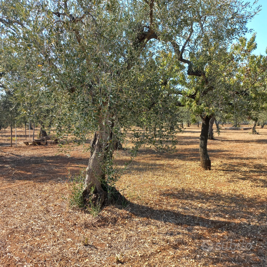 Terreno agricolo uliveto zona Cellamare - Vista 2