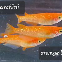 Medaka orange lame