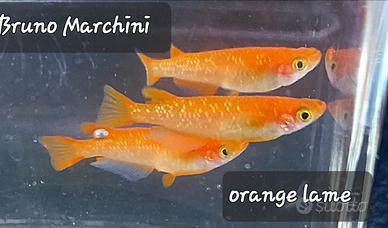 Medaka orange lame