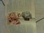 Immagine 6