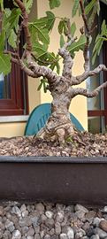 Bonsai varie essenze
