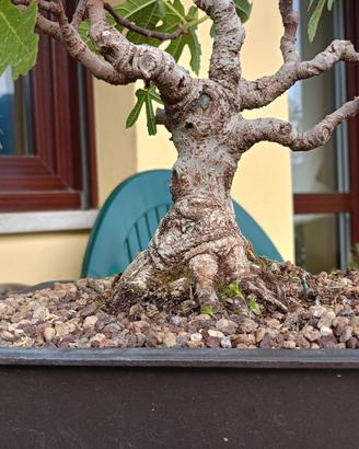 Bonsai varie essenze