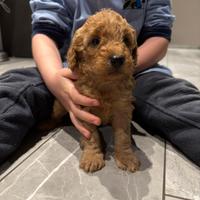 Cuccioli di barboncino Nano