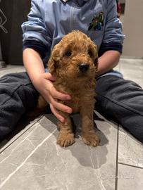 Cuccioli di barboncino Nano