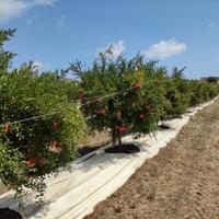 Impianto di melograno in piena produzione