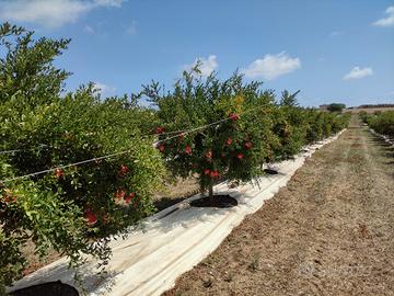 Impianto di melograno in piena produzione