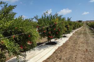 Impianto di melograno in piena produzione