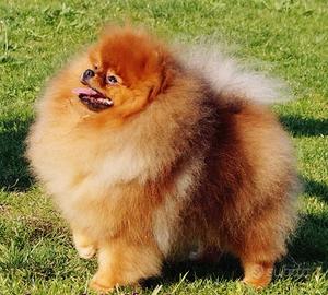 ACCOPPIAMENTO spitz volpino Pomerania CAMPIONE