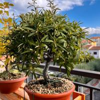 Pre bonsai pyracantha