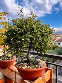 Pre bonsai pyracantha