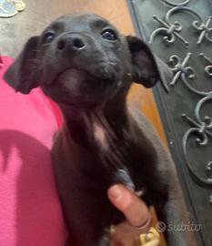 Pinscher chihuahua