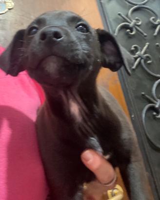 Pinscher chihuahua