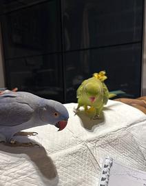 Parrocchetti dal collare coppia allevata a mano