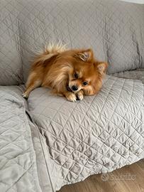 Cane da monta