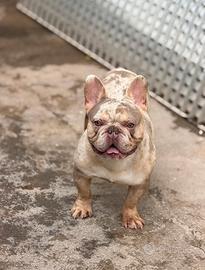 Stallone bulldog francese