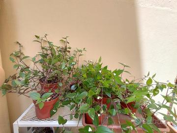 pianta di Tradescantia mundula Green Hill