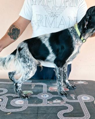 Cucciolo setter inglese maschio