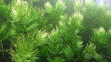 Ceratophillum Demersum S.cambio