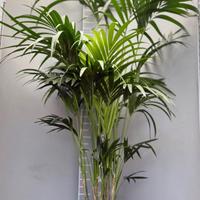 Kentia vaso 24