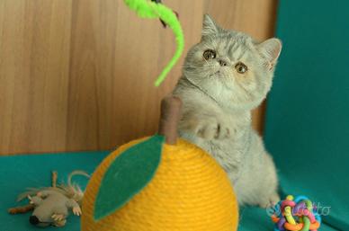 Cucciola Blu e Crema di gatti Exotic Shorthair