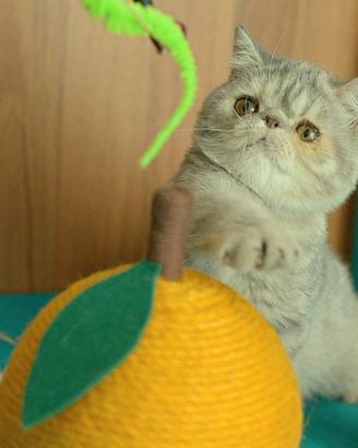 Cucciola Blu e Crema di gatti Exotic Shorthair