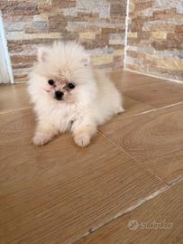 Spitz Pomerania