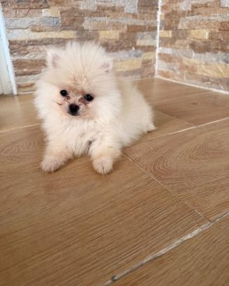 Spitz Pomerania