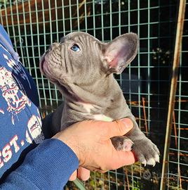 Bulldog francese 800 euro