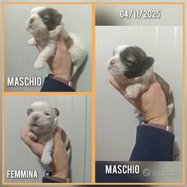 Cuccioli di Shih Tzu o Shihtzu