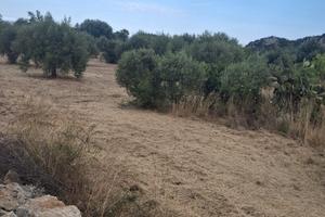 Terreno uliveto