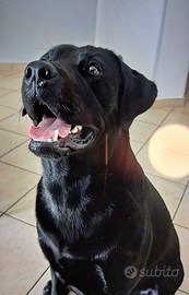 Labrador